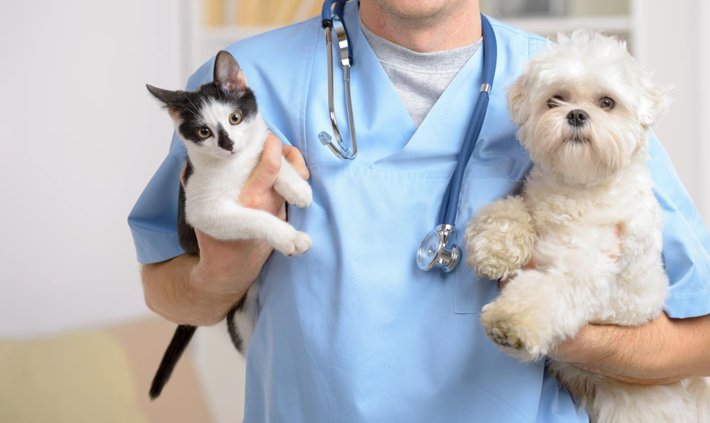 Make it a priority to take your pet to the vet regularly.