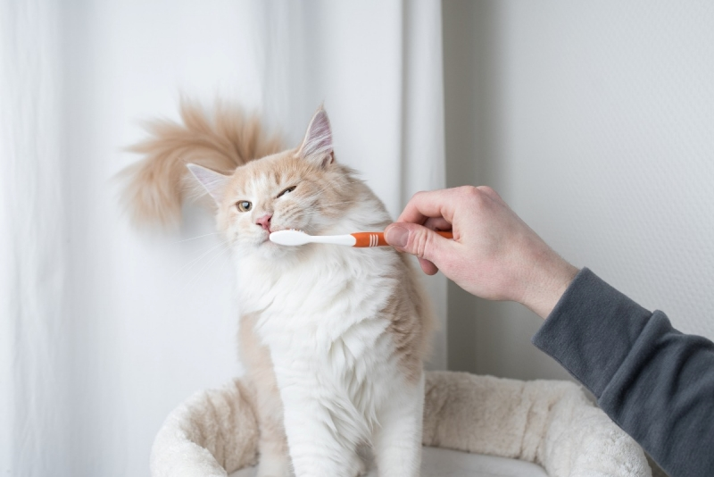 Pet Dental Care