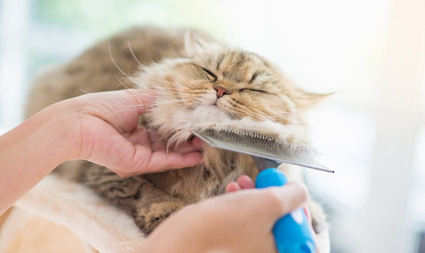 Pet grooming