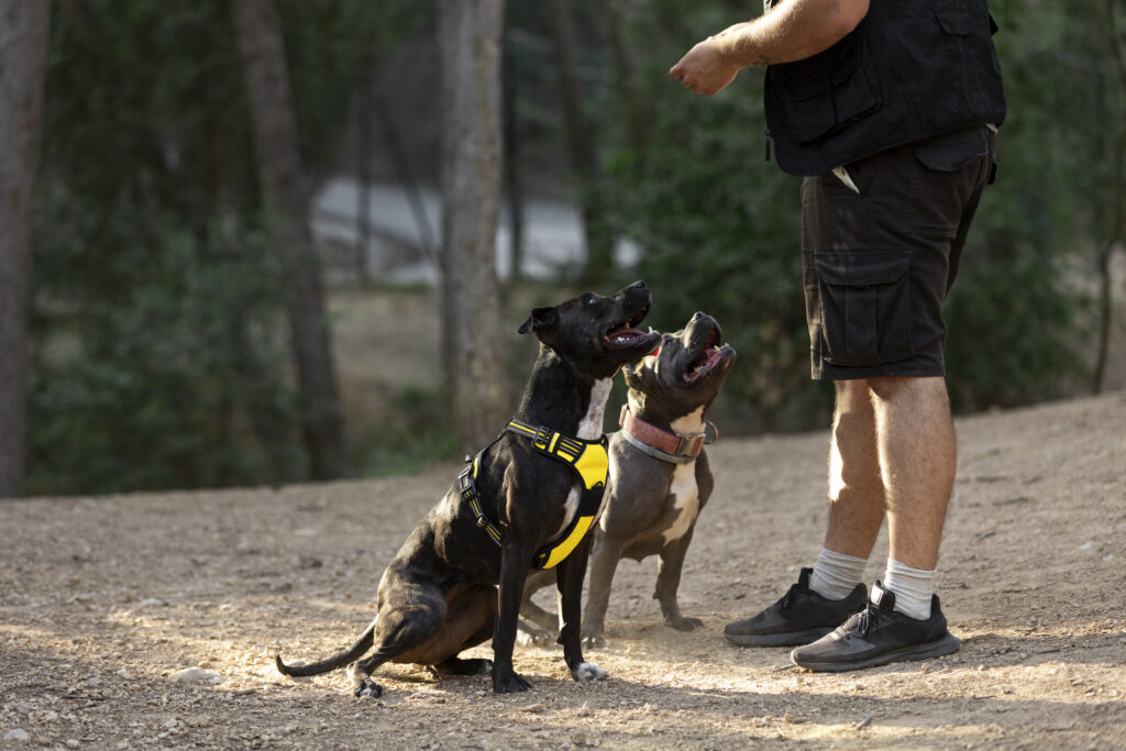 Basic Dog Commands Every Adventure Pup Should Master