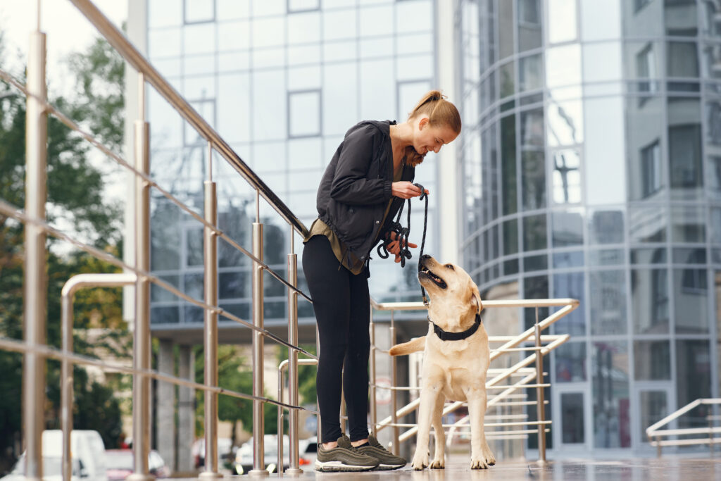 Leash Training: Essential for Safe Adventures