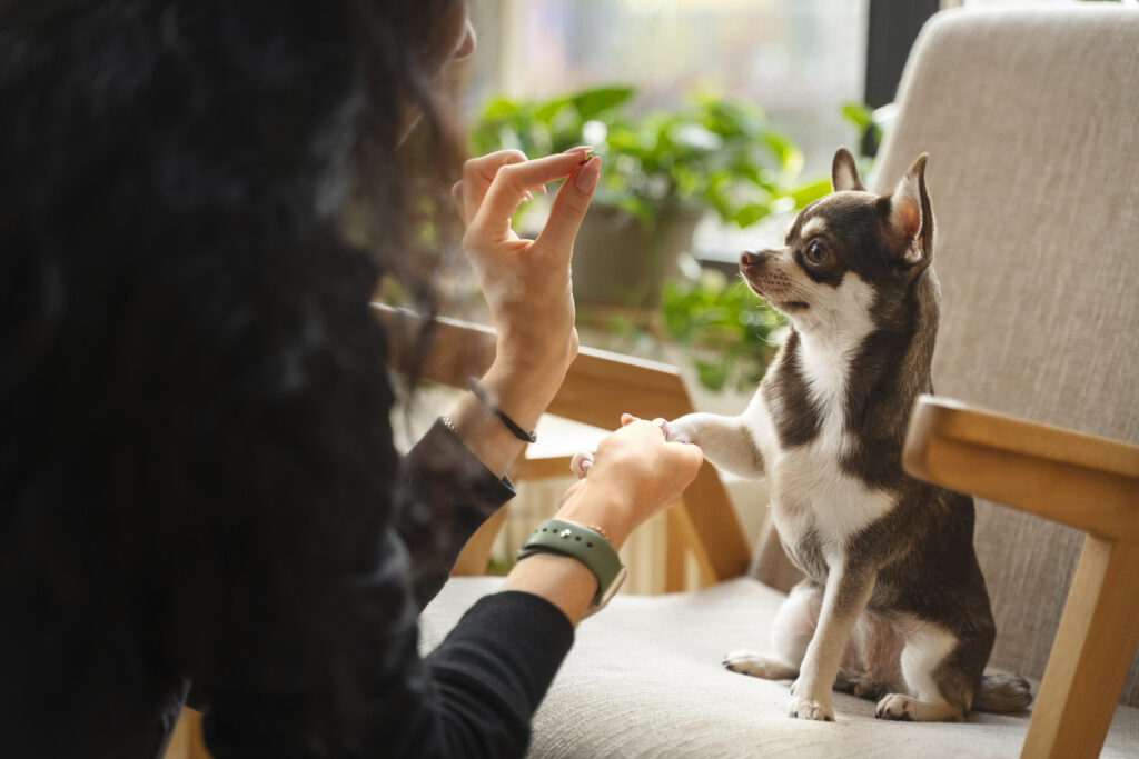 Teach dogs “spin” or “paw,” cats “high-five,” or rabbits “stand.”