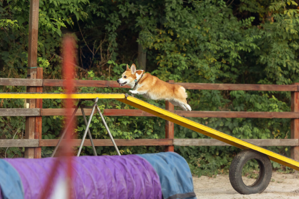 Dog overcoming obstacles