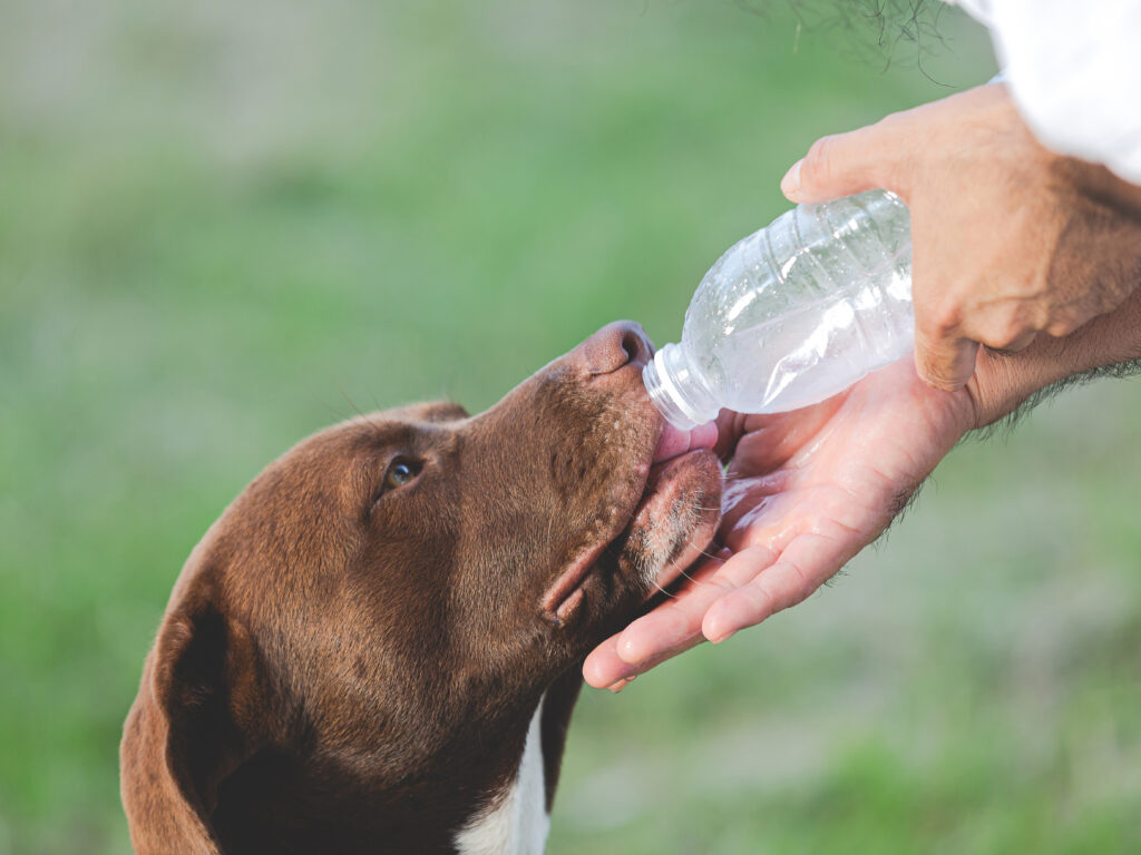 Keep your pet well hydrated.