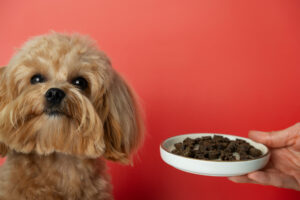 Low-Carb Dog Food: The Nutritional Trend Every Pet Owner Should Know in 2025