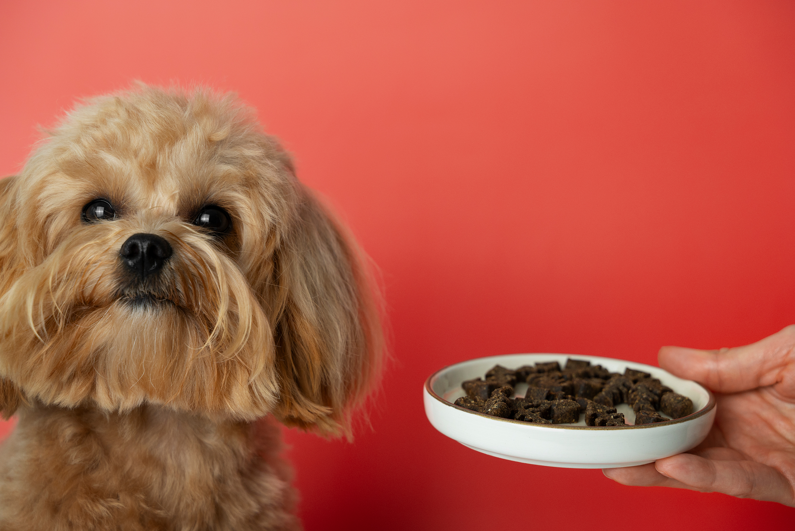 Low-Carb Dog Food: The Nutritional Trend Every Pet Owner Should Know in 2025